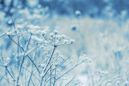 Fragile wild flowers in winter