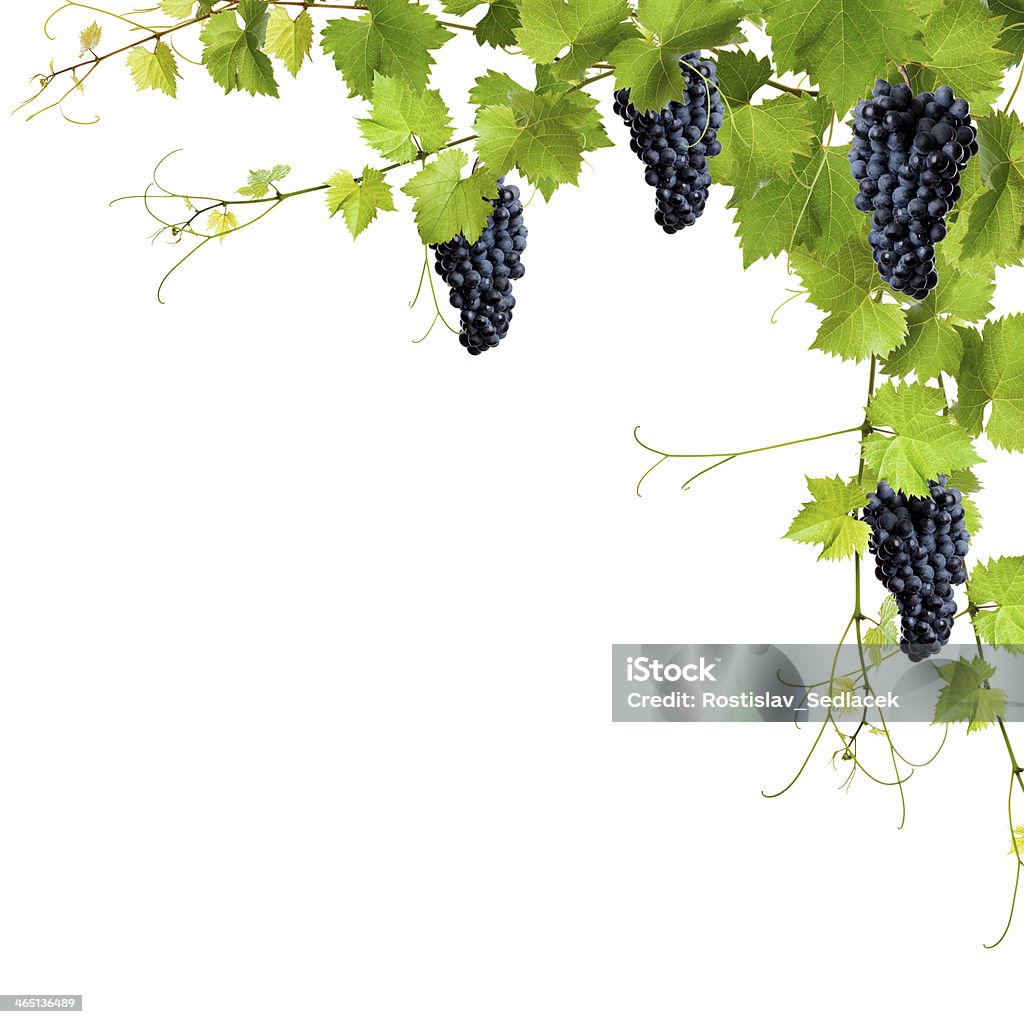 Collage of vine leaves and blue grapes Collage of vine leaves and blue grapes on white background Agriculture Stock Photo