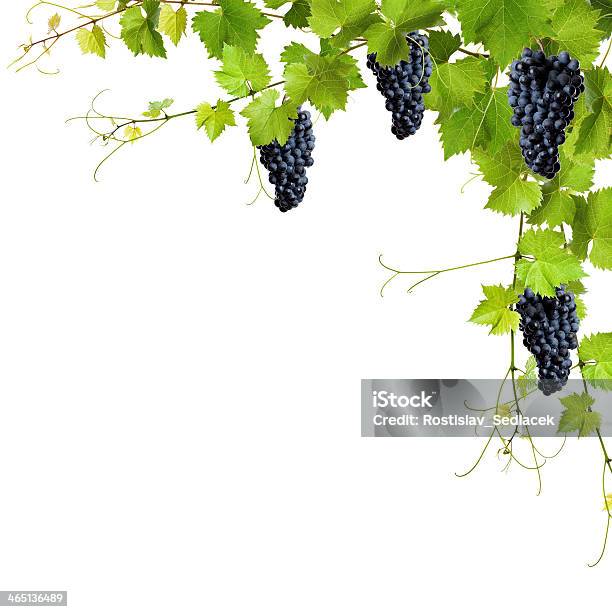 Collage Of Vine Leaves And Blue Grapes Stock Photo - Download Image Now - Agriculture, Autumn, Blue