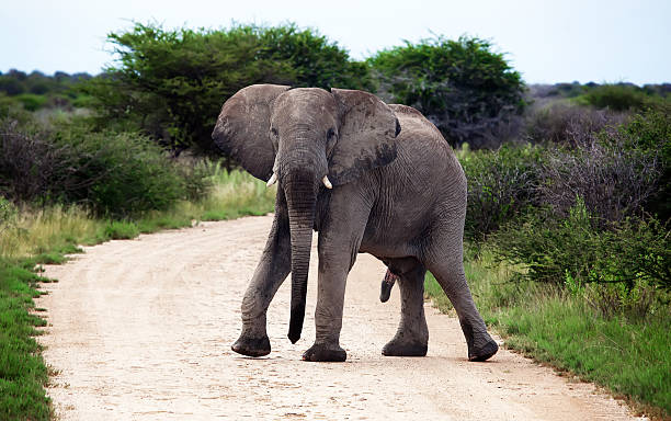 Male african elephant erection. Walking on the road in Namibia