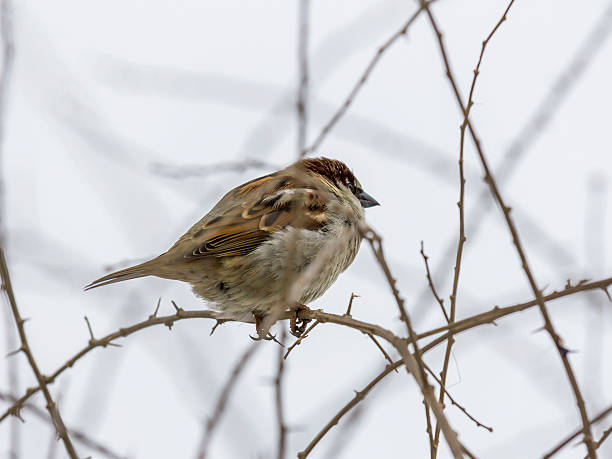 istock single sparrow sitting on leafless thorny twig 465136750