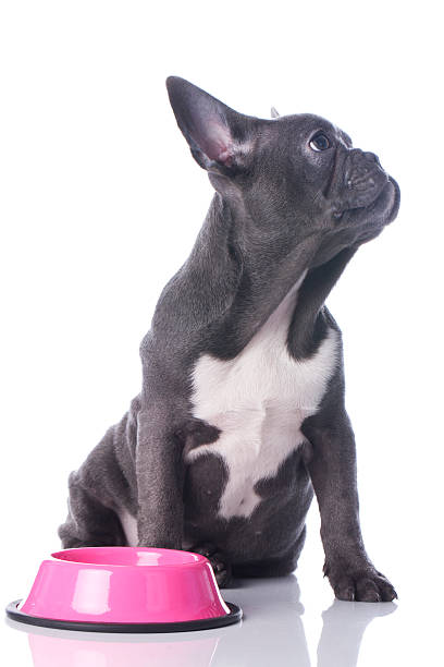 istock French bulldog with food bowl 465137968