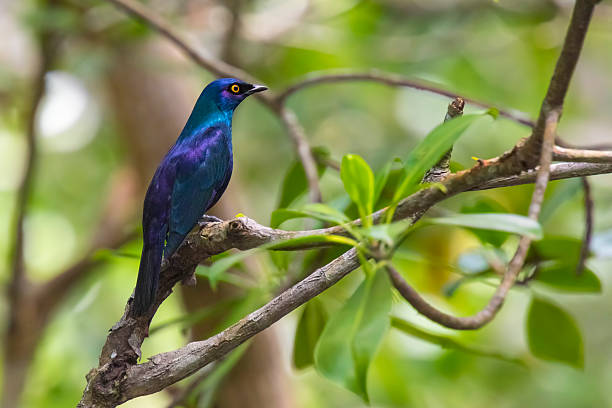 istock Black-bellied Glossy Starling 465140958