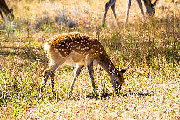 istock Spotted deers are eating grass on the grassland 465141197