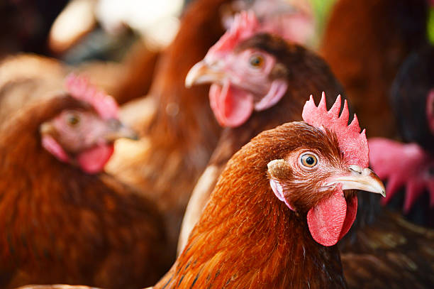 istock Chickens on traditional free range poultry farm 465141431