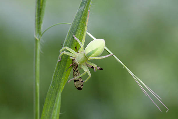 gruene huschspinne, vert araignée huntsman, micrommata virescens - virescens photos et images de collection