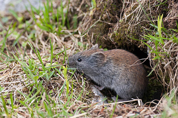 istock Grauroetelmaus, Clethrionomys rufocanus, Grey red-backed vole 465141734