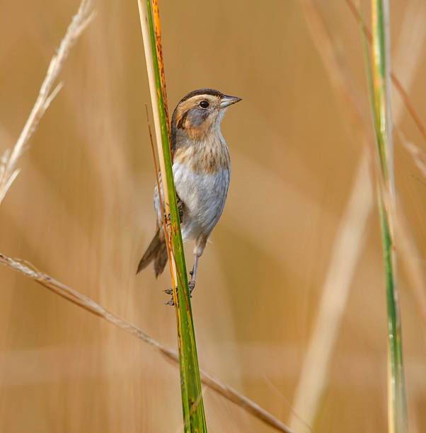 istock Close-up of Nelson’s Sparrow Perched Vertically 465142852
