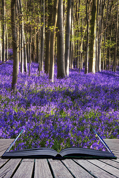 istock Creative concept image Stunning bluebell flowers in Spring fores 465142882