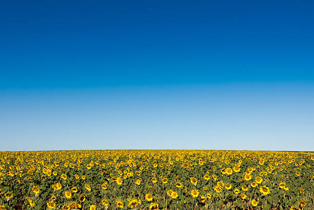 istock field of sunflowers with low horizon and deep blue sky 465143514