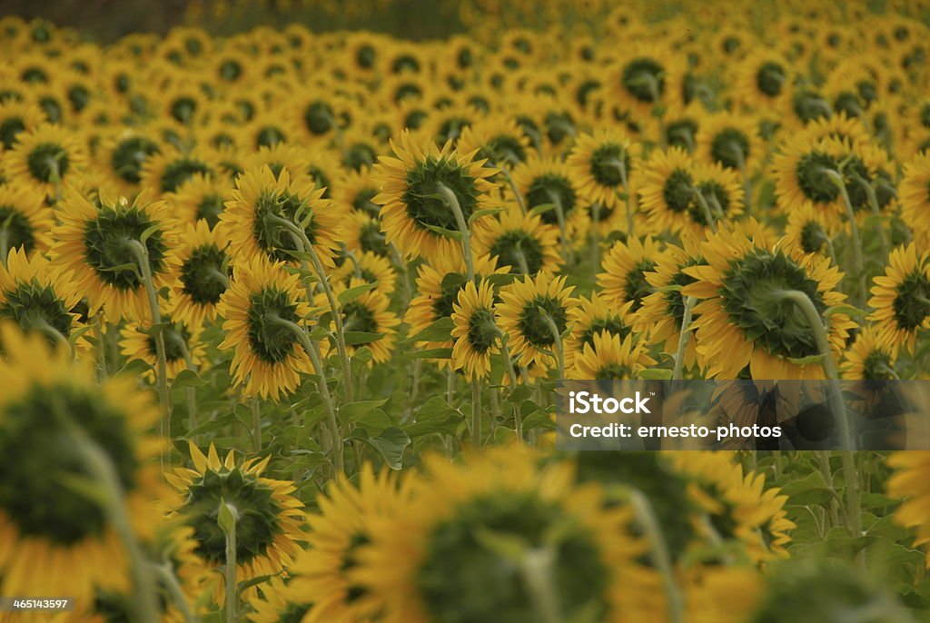 Sonnenblume - Foto de stock de Amarillo - Color libre de derechos