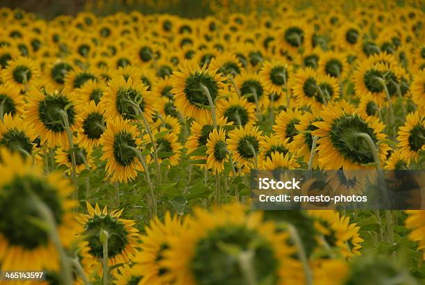 Sonnenblume Foto de stock y más banco de imágenes de Amarillo - Color - Amarillo - Color, Cabeza de flor, Flor