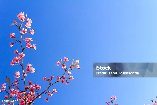 Wild Himalayan Cherry Flowernatural Backgrounds Stock Photo - Download Image Now