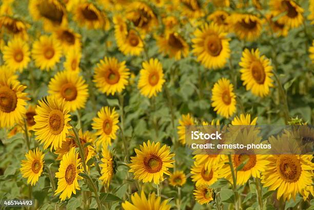Foto de Sonnenblume e mais fotos de stock de Amarelo - Amarelo, Cabeça da flor, Flor