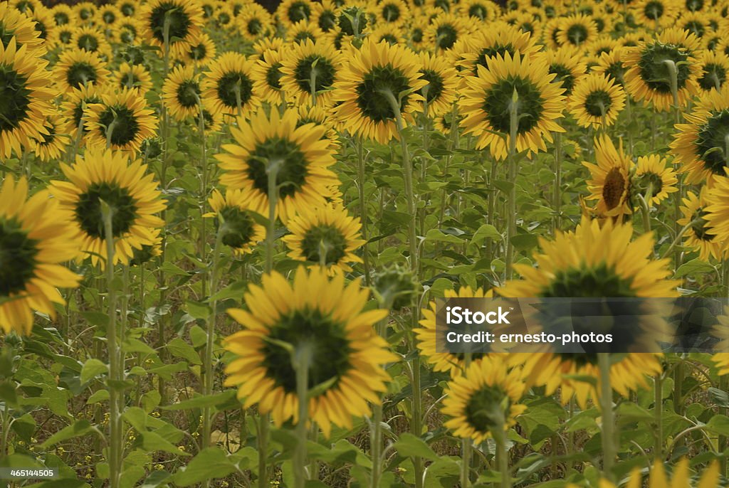 Sonnenblume - Photo de Capitule libre de droits