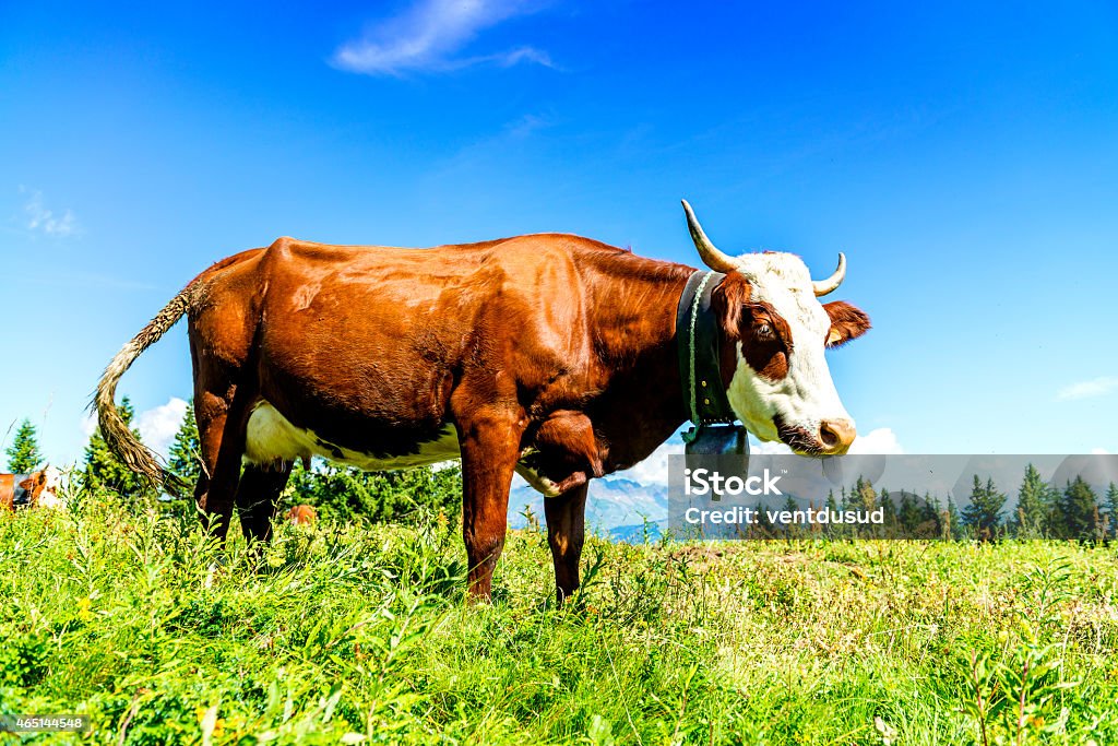 Alpine cows Cow, farm animal in the french alps, Abondance race cow, savy, beaufort sur Doron 2015 Stock Photo