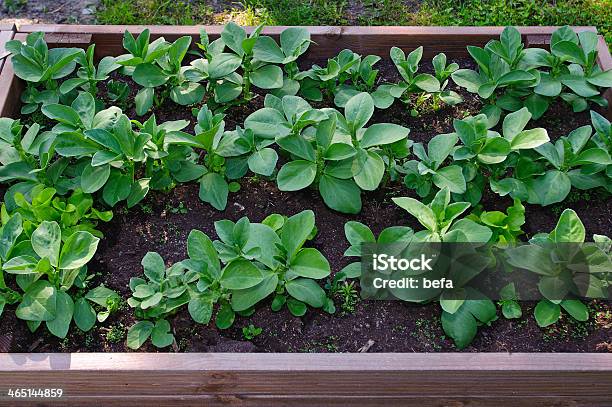 若い空豆植物の成長の木製のプランターボックス - オーガニックのストックフォトや画像を多数ご用意 - オーガニック, ガーデニング, ソラマメ