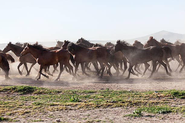 istock Horses Running in Cloud of Dust 465144868