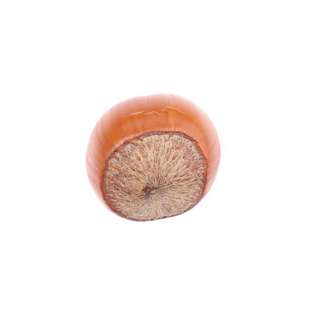 Close up of single chestnut. Isolated on a white background.