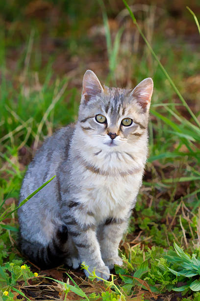 istock Digitally Painted Feral Gray Tabby Cat 465145266