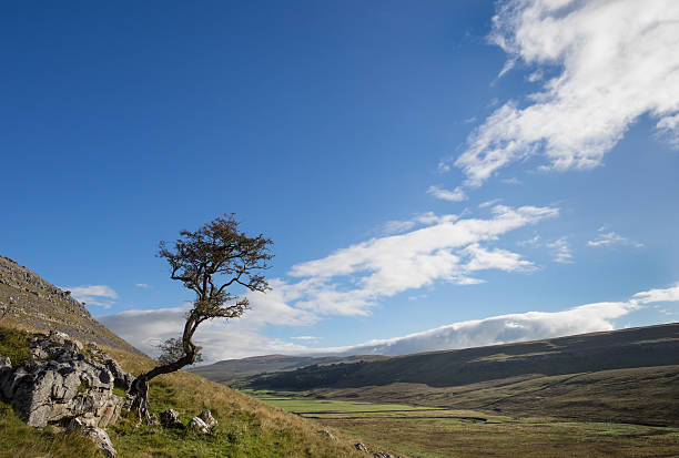 kingsdale árbol - twistleton scar fotografías e imágenes de stock