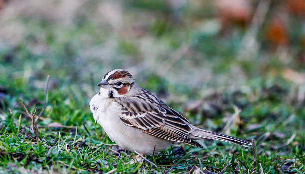 istock Macro Profile of Lark Sparrow Facing Left 465147010