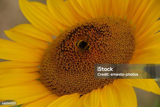 Photo libre de droit de Sonnenblume banque d'images et plus d'images libres de droit de Capitule - Capitule, Couleur verte, Fleur - Flore