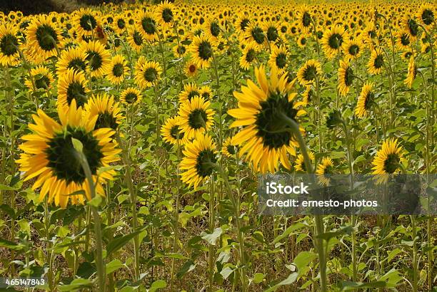 Sunflower Stock Photo - Download Image Now - Common Sunflower, Flower, Flower Head