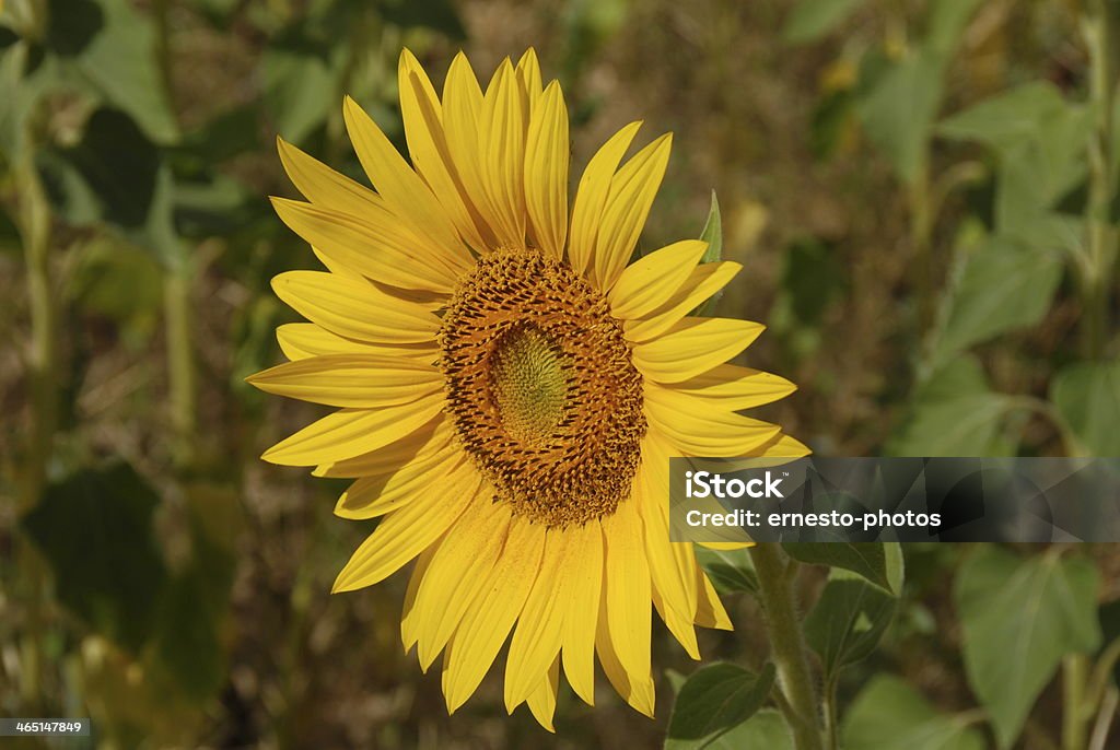 Sonnenblume - Royalty-free Amarelo Foto de stock