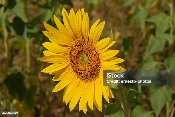 Sonnenblume - Fotografias de stock e mais imagens de Amarelo - Amarelo, Cabeça de Flor, Cor verde