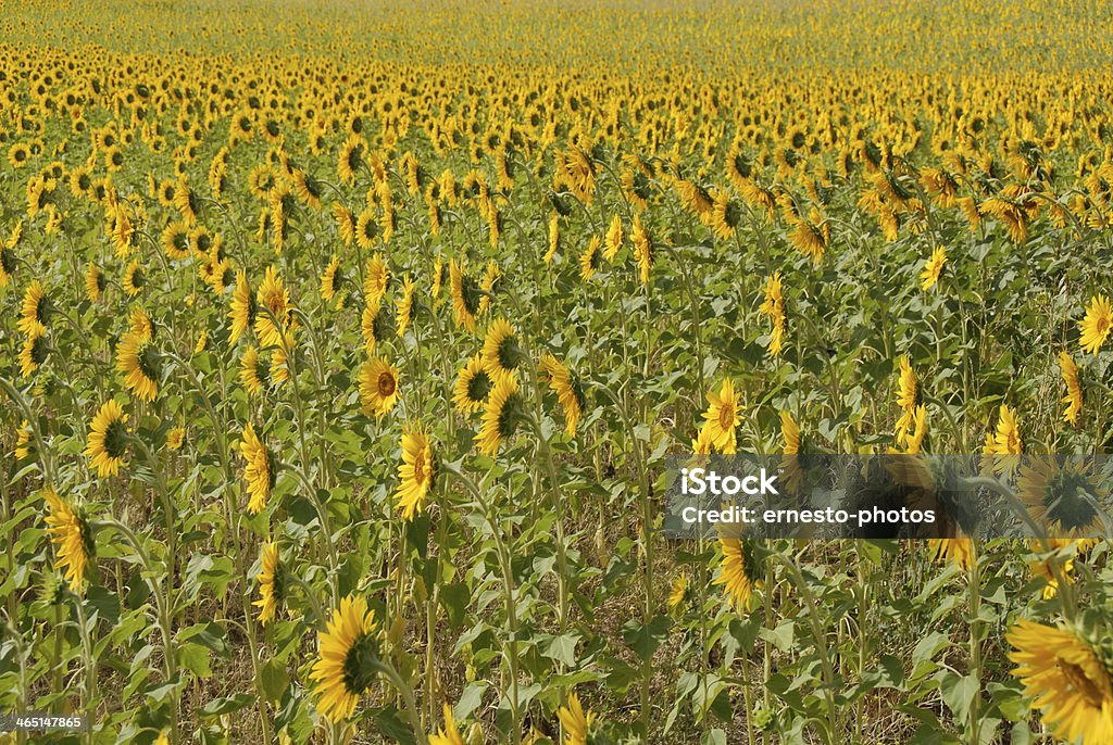 Sonnenblume - Foto de stock de Amarelo royalty-free