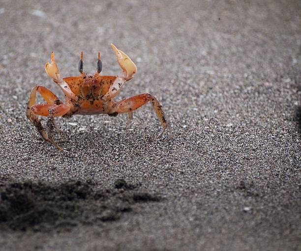 istock Crab on the beach, Puerto Cayo, Ecuador 465148254