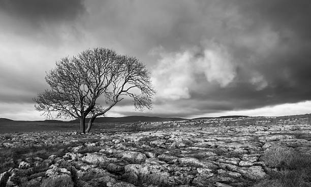 istock Lone tree above Malham Cove, Yorkshire Dales 465148334