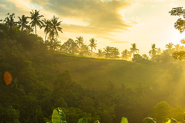 Sunrise over jungle stock photo