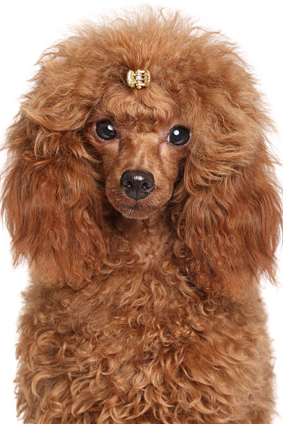 istock Miniature poodle puppy 465149006