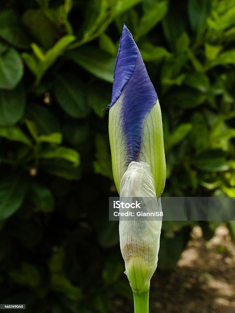 iris flower bud closeup of iris flower bud 2015 Stock Photo