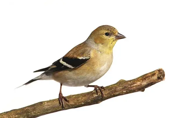 American Goldfinch (Carduelis tristis) perched in a tree with a white background