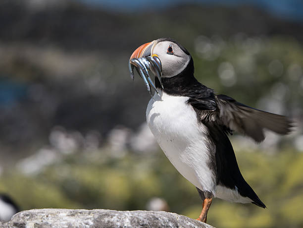 istock Farne Island Puffins 465150022
