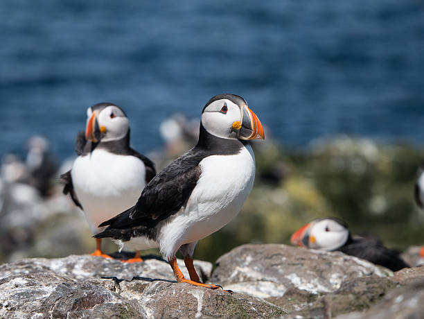 istock Farne Island Puffins 465150024