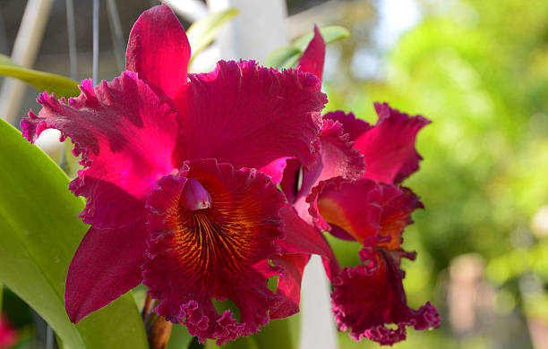 Cattleya orchid Cattleya orchid cattleya magenta orchid tropical climate stock pictures, royalty-free photos & images