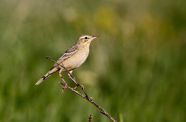 istock Tawny pipit, Anthus campestris 465151487