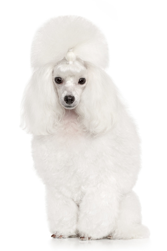 Groomed Toy Poodle. Portrait on white background