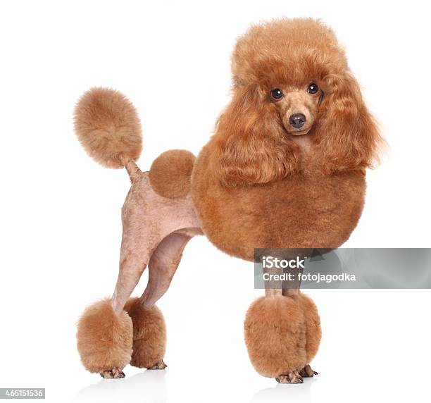 Photo libre de droit de Caniche Toy Sur Fond Blanc banque d'images et plus d'images libres de droit de Caniche - Caniche, Caniche toy, Marron - Couleur