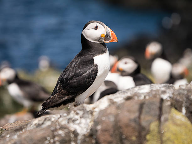 istock Farne Island Puffins 465152232