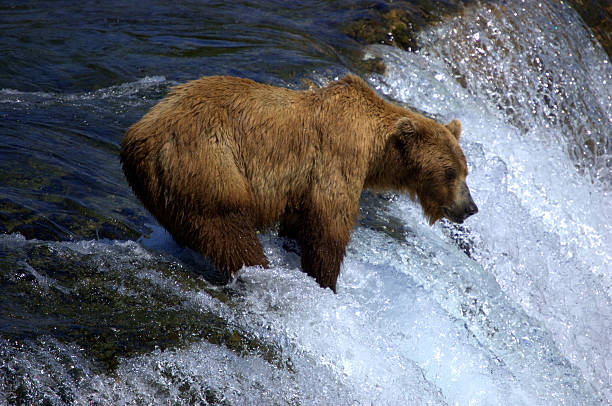 istock Grizzly Bear Wading in a River 465152658