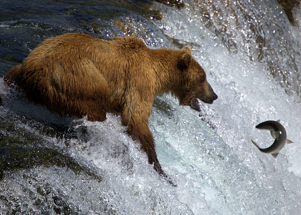 istock Grizzly Bear Catching Trout in an Alaskan River 465152664