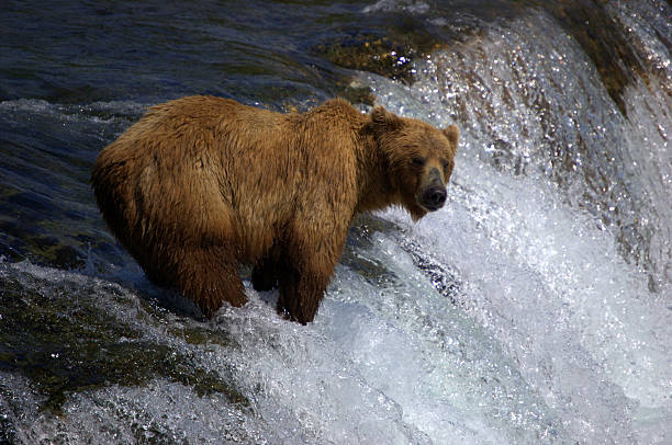 istock Grizzly Bear Wading in a River 465152672