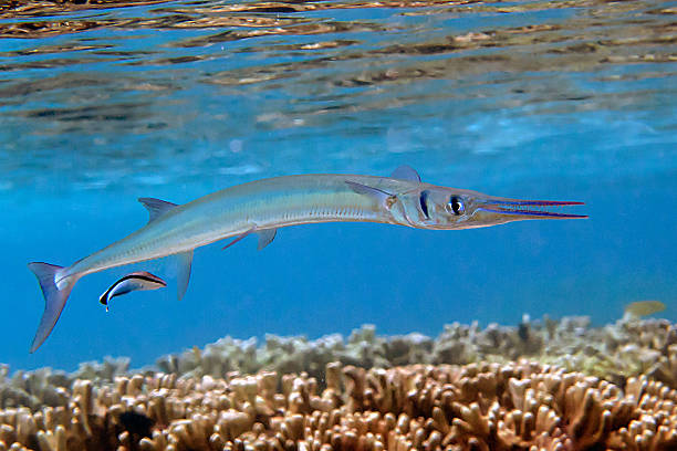 istock Crocodile Needlefish, Houndfish, Bluestreak cleaner wrasse 465152738