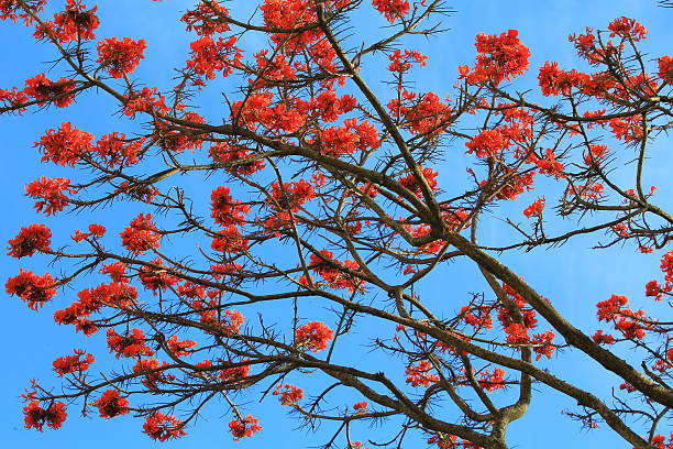 istock Erythrina Poeppigiana Tree Branches and Flowers 465152848