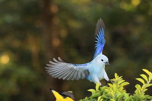 Thraupis Episcopus or Blue-grey Tanager bird flying just before finishing its flight.